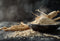 Siberian Ginseng Powder 1kg-Matakana Superfoods-Matakana Pharmacy